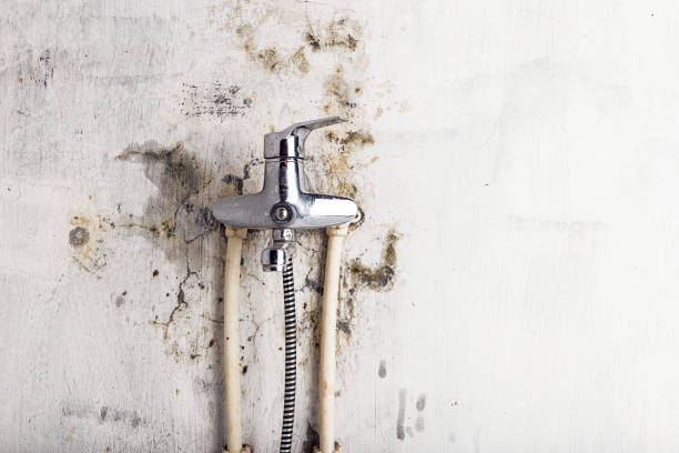 Best Residential Mold Remediation in Dayton, NV