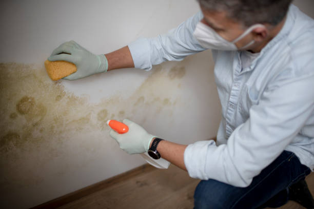 Best Post-Flood Mold Remediation in Dayton, NV