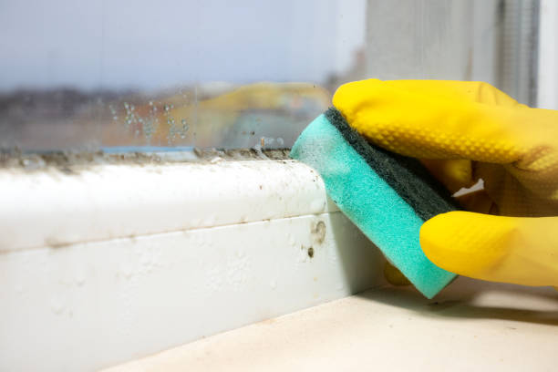 Best Residential Mold Remediation in Dayton, NV