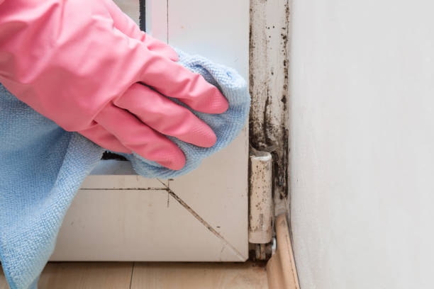 Best White Mold Remediation in Dayton, NV
